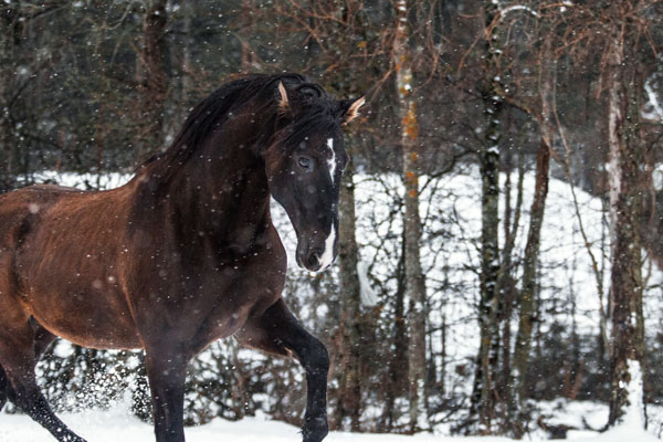 Ausdruckstarker Trab im Schnee